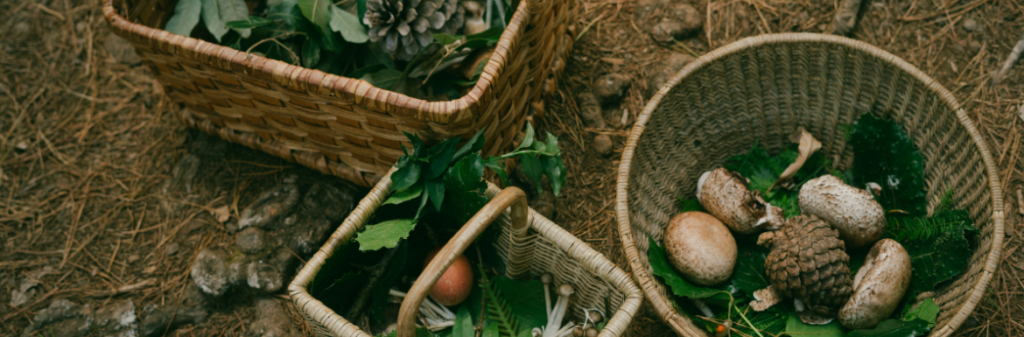 Leren wildplukken bij Katja