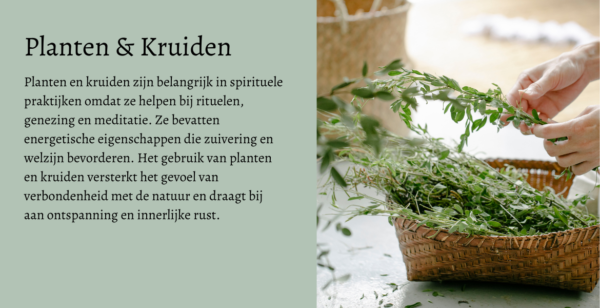 Planten en kruiden