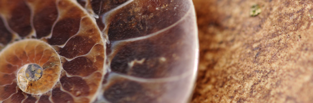 life alignment bij Nynke